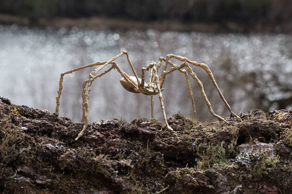 Helen Denerley Golden spider