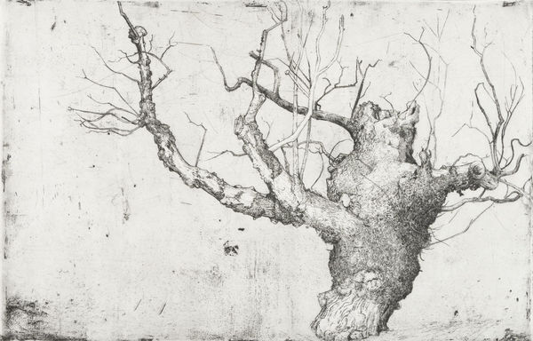 Beauly Elm Westacott