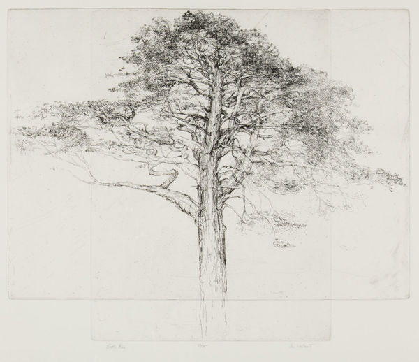 Ian Westacott SCots Pine