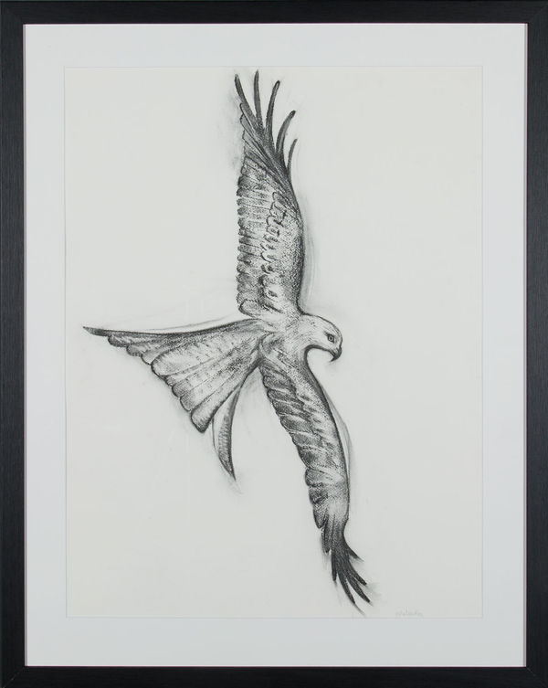 Helen Denerley Red Kite, 2023 charcoal 73cm x 55cm (91cm x 72cm framed)
