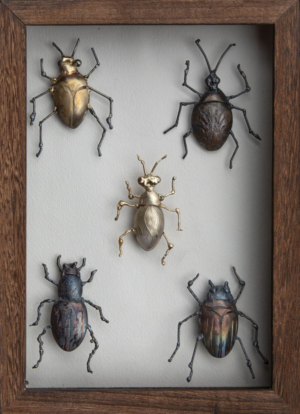 Helen Denerley - beetle specimen box