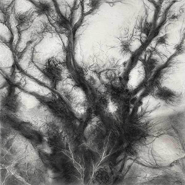 TANSY LEE MOIR | Witches' Broom