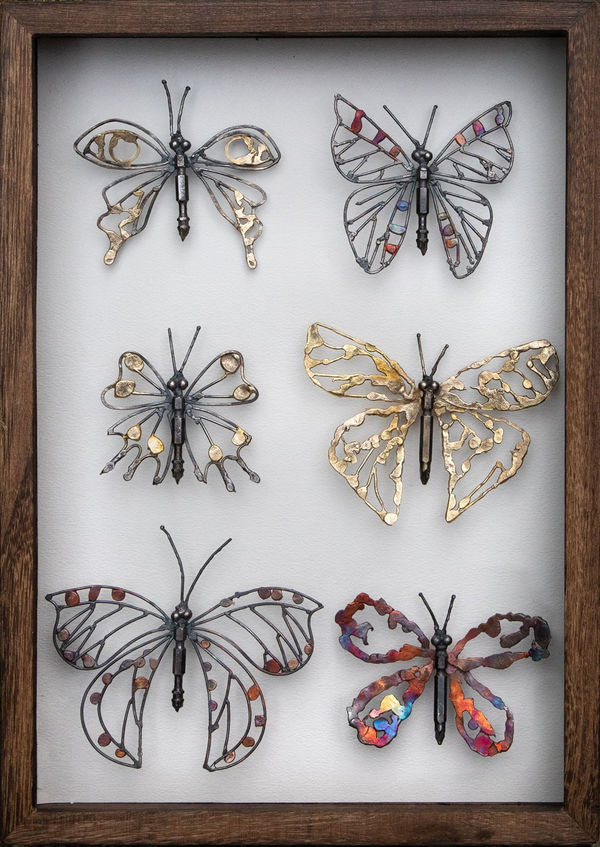 buterfly specimen box helen denerley