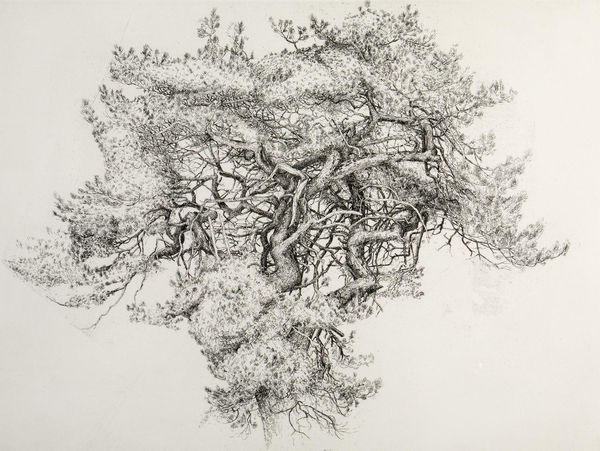 Ian Westacott Gashagaich Tattie Patch Pine, 2021 etching 49cm x 66cm (69.5cm x 86cm framed) 1 of 10