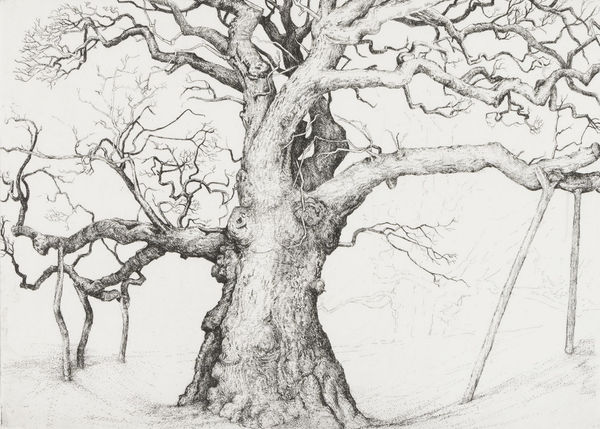 Ian Westacott Birnam Oak 2, 2023 etching 29.5cm x 41.5cm unframed Edition of 25 (Edition record)