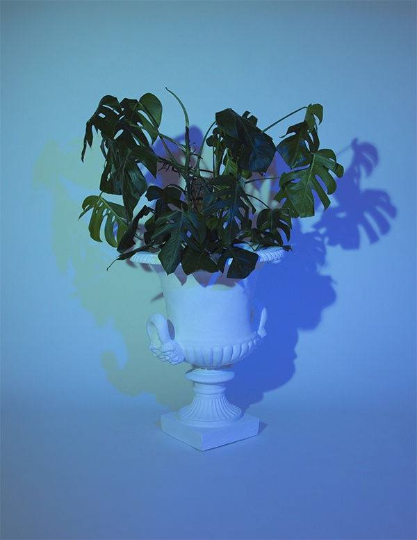 Mathew Tom, Plant I, 2014