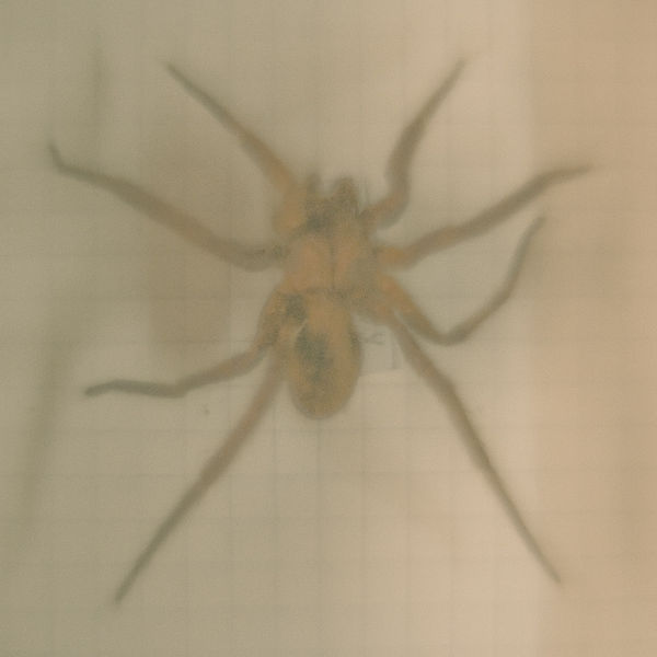 Daniel Malva, Mygalomorphae #1, 2009