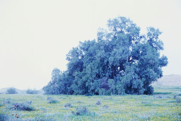 Rafael Y. Herman, Felix Taeda I, 2014/2022