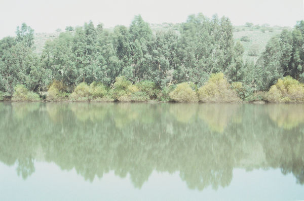 Rafael Y. Herman, Perierat In Viridi, 2013/2017