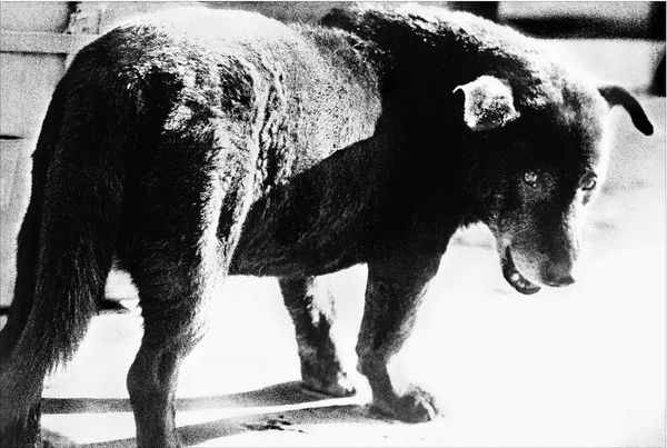 Daido Moriyama, Classic Daido (Stray Dog, Misawa), 2023