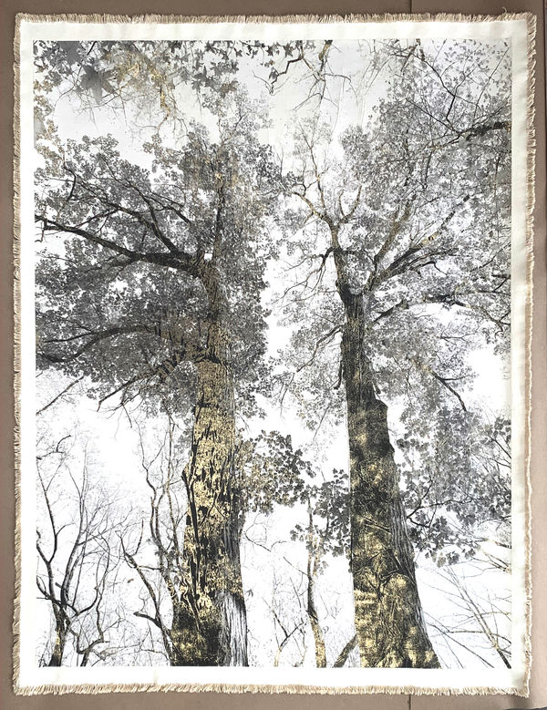 Van Cortlandt Oaks, 2022