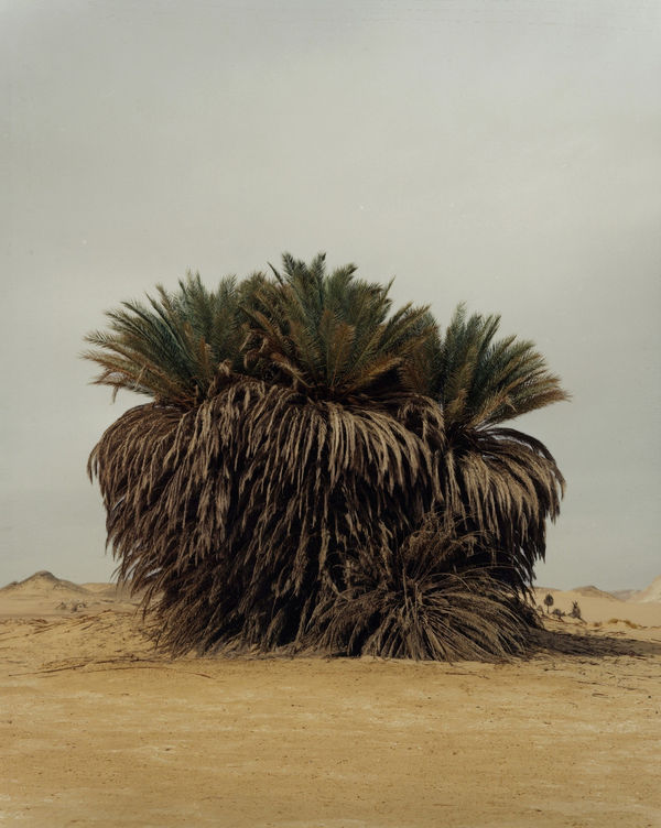 Darren Harvey Regan, Mass, 2014