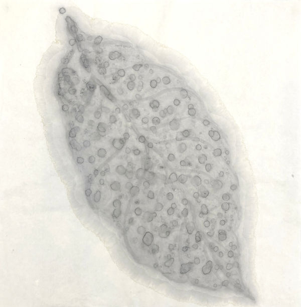Barbara Edelstein 芭芭拉・愛德斯坦, Leaf in the Air (series) 空气中的叶 （系列）, 2020