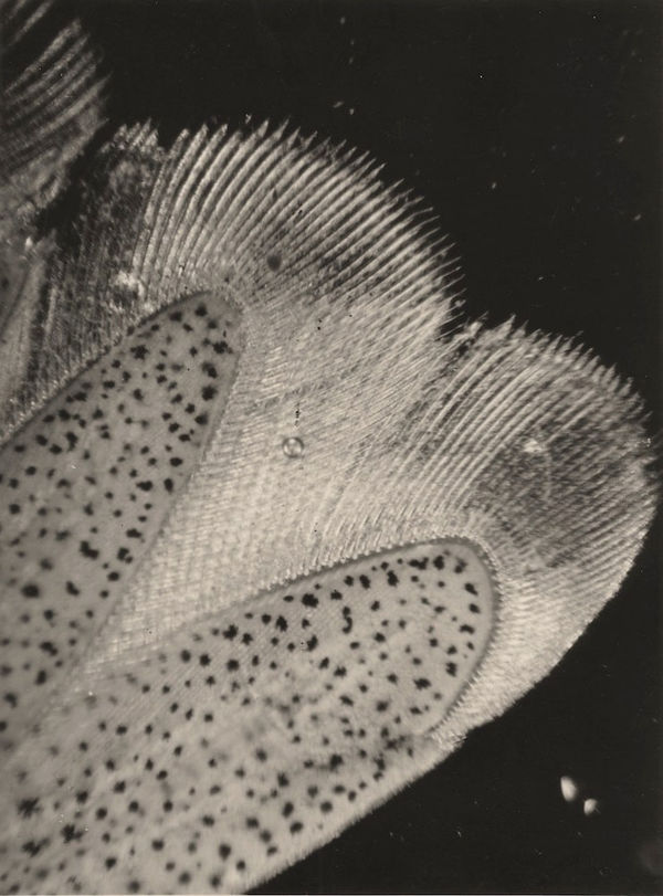 Eli Lotar, Détail de la queue de la crevette de sable, 1929