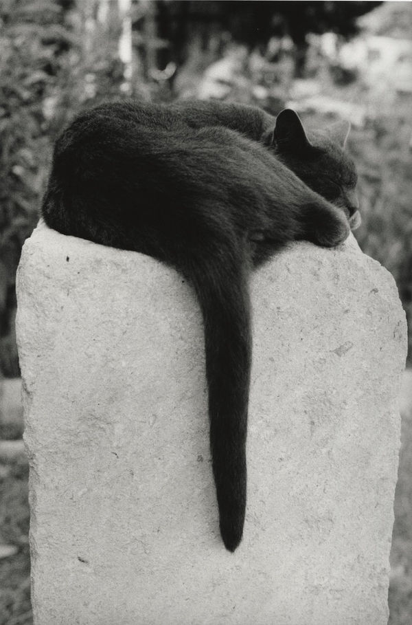 Sabine Weiss, Arles, 1984