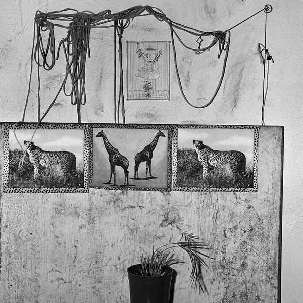 Roger Ballen, Big Game, 2007
