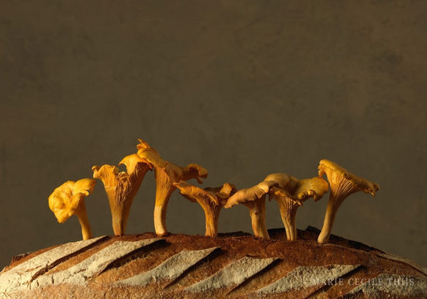 Swedish Chanterelles on Bread