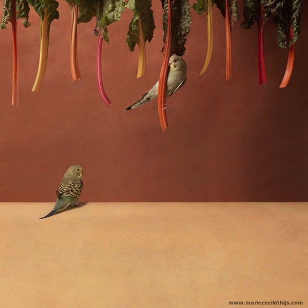 Swiss Chards & Parakeets