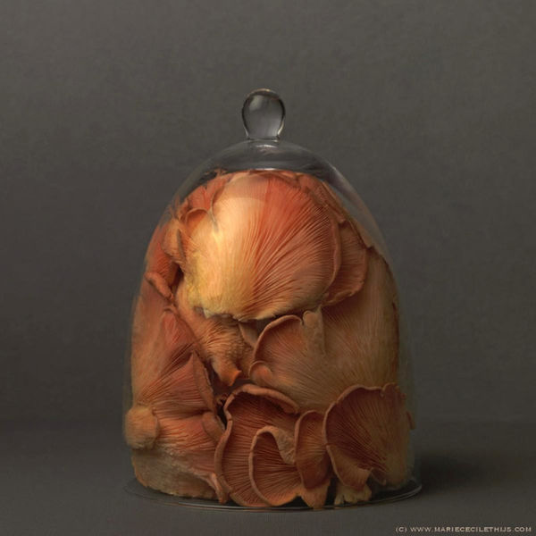 Pink Oyster Mushrooms Under Glass Dome