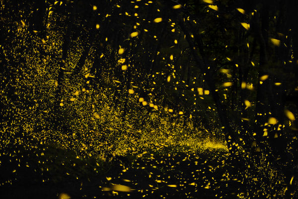 N.I.L. (Naturally Illuminated Landscape)