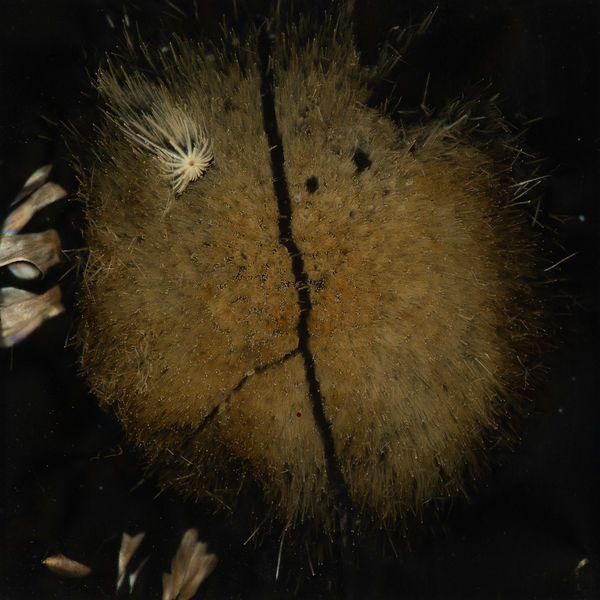 Mayme Kratz, Night Study 40, 2024