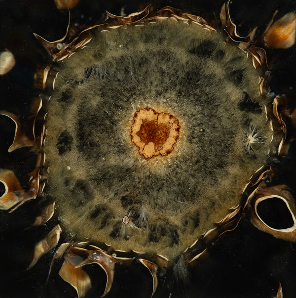 Mayme Kratz, Night Study 37, 2024