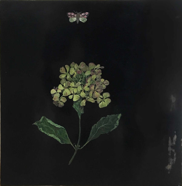 Melanie Miller, Hydrangea and Peach Blossom Moth , 2017 - 2018