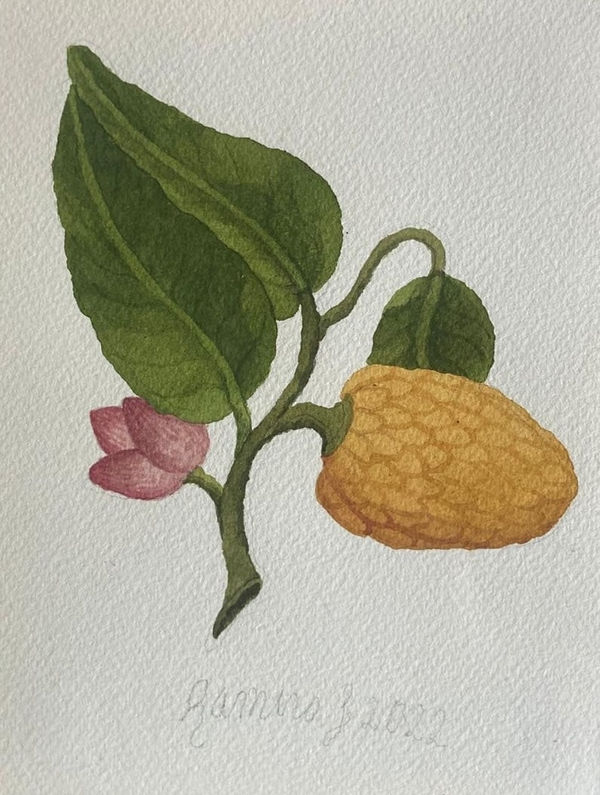 Ramiro Fernandez Saus, Flower IV, 2024