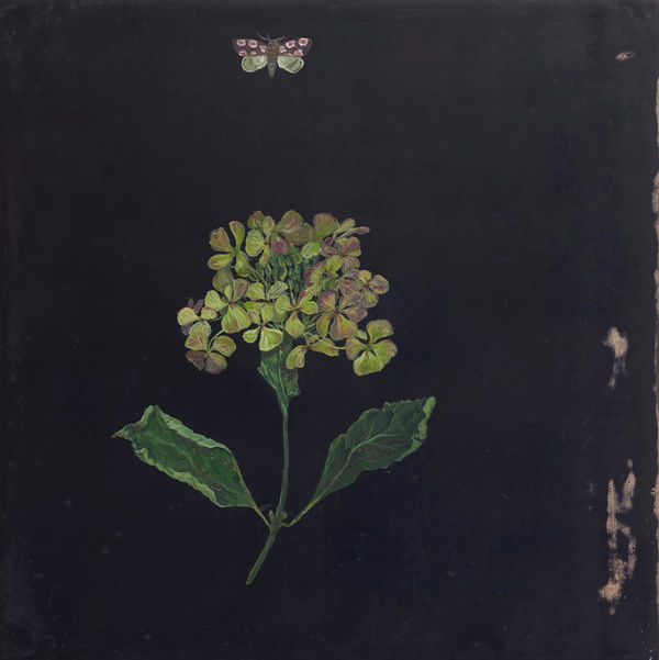 Melanie Miller, Hydrangea Peach Blossom Moth, 2019