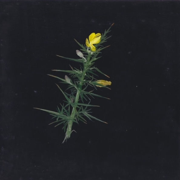 Melanie Miller, Gorse, 2021