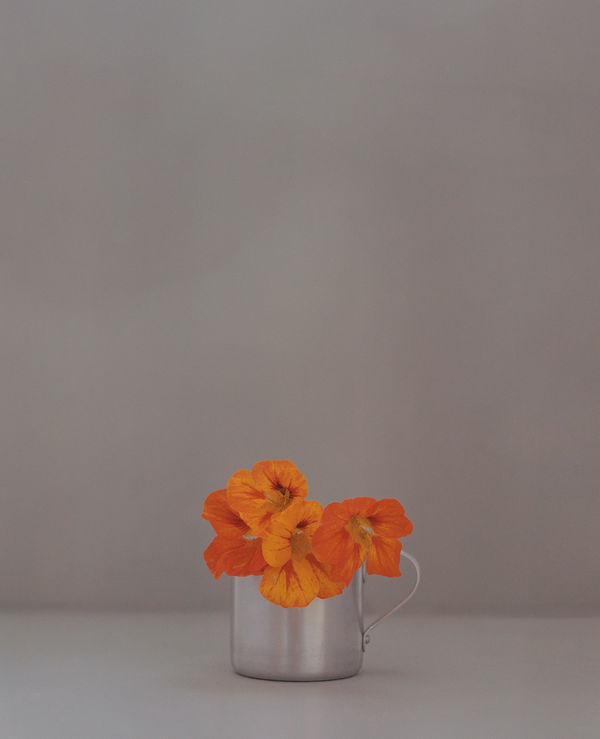 Kate Friend Nasturtium, Fátima, Portugal, April, 2024 C-type colour print. Signed and numbered verso. Edition of 5 with 2 APs: 80 x 65 cm (31 1/2 x 25 1/2 in) Edition of 3 with 1 AP: 153 x 122 cm (60 1/4 x 48 in)