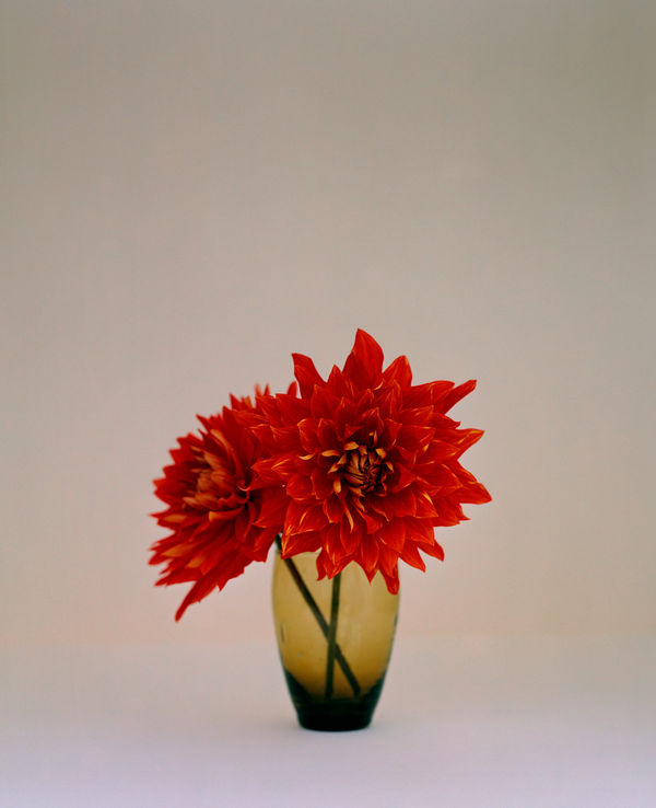 Kate Friend Dahlia, Basilica Parrocchiale di Sant'Andrea delle Fratte, Santuario Madonna del Miracolo, Rome, Italy, October, 2024 C-type colour print. Signed and numbered verso. Edition of 5 with 2 APs: 80 x 65 cm (31 1/2 x 25 1/2 in) Edition of 3 with 1 AP: 153 x 122 cm (60 1/4 x 48 in)