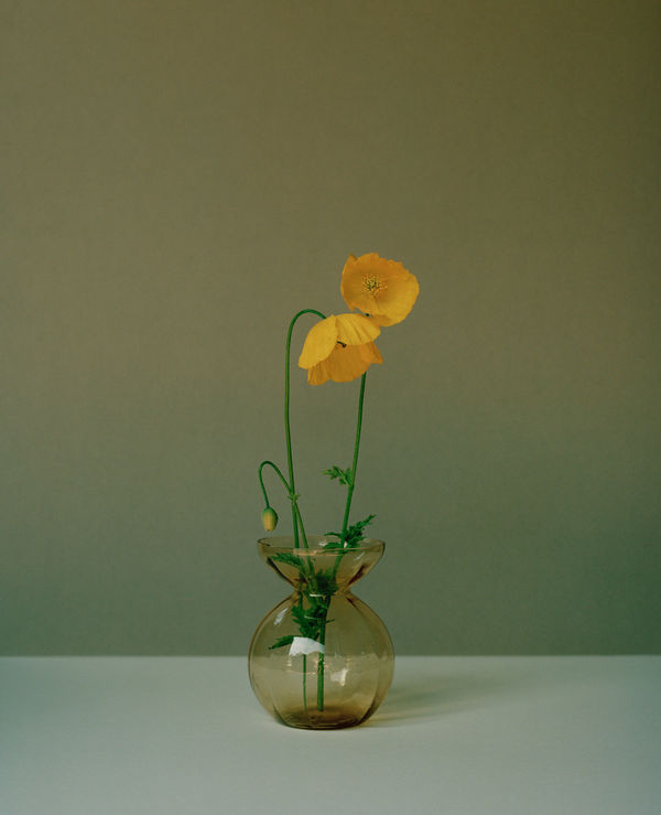 Kate Friend Piet Oudolf, Meconopsis cambrica, Hummelo, Netherlands, 2022 C-type colour print. Signed and numbered verso. Edition of 5 with 2 APs: 80 x 65 cm (31 1/2 x 25 1/2 in) Edition of 3 with 1 AP: 153 x 122 cm (60 1/4 x 48 in)