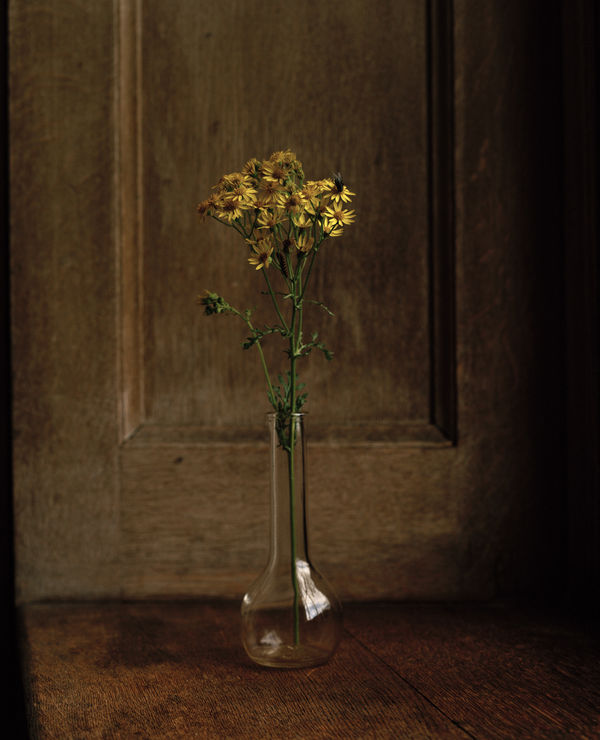 Kate Friend Isabella Tree, Ragwort, Knepp Estate, Sussex, 2020 C-type colour print. Signed and numbered verso. Edition of 5 with 2 APs: 80 x 65 cm (31 1/2 x 25 1/2 in) Edition of 3 with 1 AP: 153 x 122 cm (60 1/4 x 48 in)