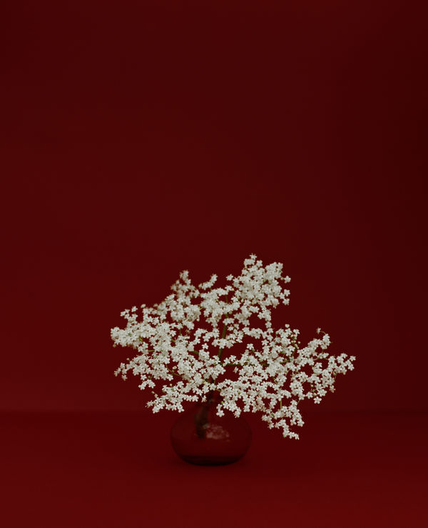 Kate Friend Elderflower II, Notre-Dame Du Laus, France, June, 2024 C-type colour print. Signed and numbered verso. Edition of 5 with 2 APs: 80 x 65 cm (31 1/2 x 25 1/2 in) Edition of 3 with 1 AP: 153 x 122 cm (60 1/4 x 48 in)