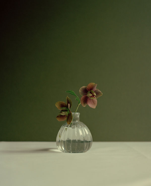 Kate Friend Jeremy Lee, Hellebore, Quo Vadis, Soho, London, 2020 C-type colour print. Signed and numbered verso. Edition of 5 with 2 APs: 80 x 65 cm (31 1/2 x 25 1/2 in) Edition of 3 with 1 AP: 153 x 122 cm (60 1/4 x 48 in)