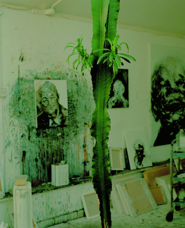 Kate Friend Maggi Hambling, Cactus, Suffolk, 2020 C-type colour print. Signed and numbered verso. Edition of 5 with 2 APs: 80 x 65 cm (31 1/2 x 25 1/2 in)