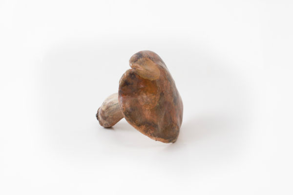 Alice-Andrea Ewing, St. George's Mushroom, 2022