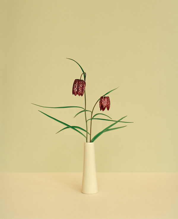 Kate Friend Amanda Feilding, Fritillaria meleagris, Beckley Park, Oxfordshire, 2022 C-type colour print. Signed and numbered verso. Edition of 3 with 1 AP: 153 x 122 cm (60 1/4 x 48 in)