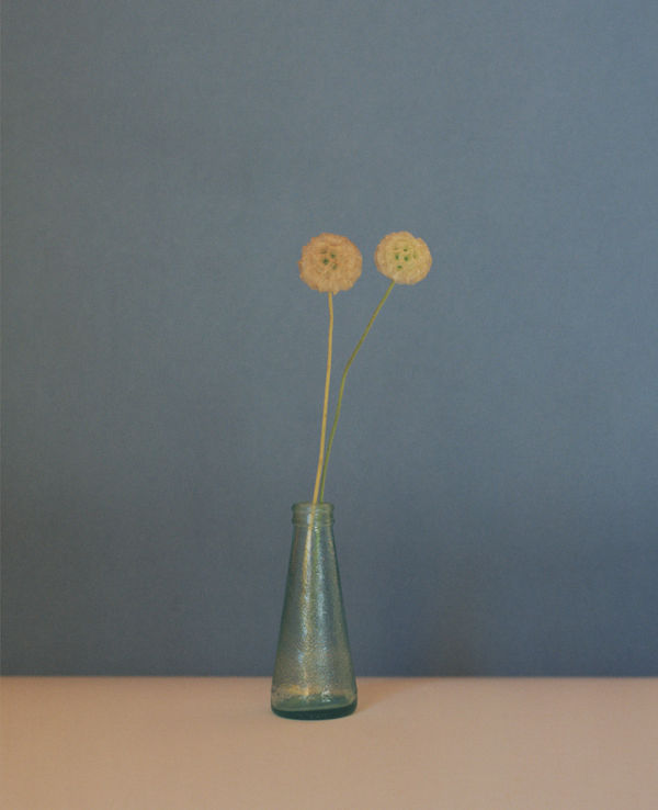 Kate Friend Tom Stuart-Smith, Lomelosia cretica, Hertfordshire, 2022 C-type colour print. Signed and numbered verso. Edition of 5 with 2 APs: 80 x 65 cm (31 1/2 x 25 1/2 in)