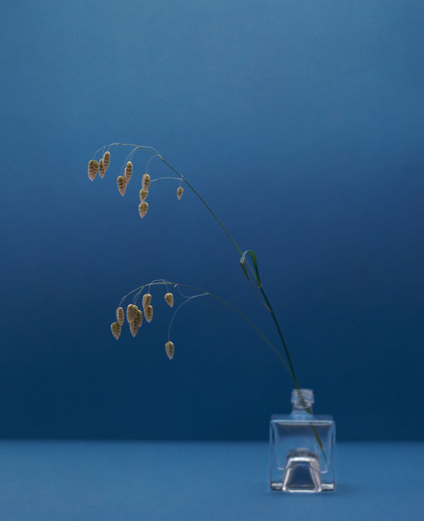 Kate Friend Quaking grass, Notre-Dame du Laus, France, June, 2024 C-type colour print. Signed and numbered verso. Edition of 5 with 2 APs: 80 x 65 cm (31 1/2 x 25 1/2 in) Edition of 3 with 1 AP: 153 x 122 cm (60 1/4 x 48 in)