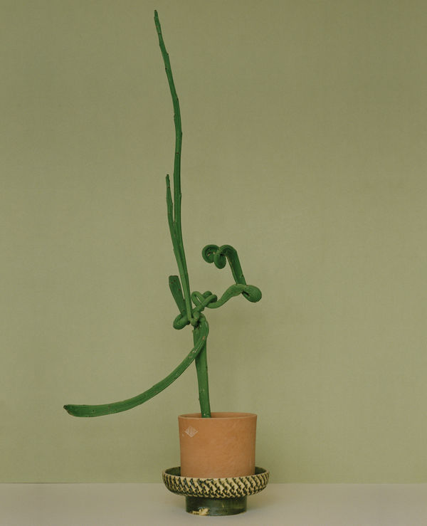 Kate Friend Bethan Wood, Euphorbia sipolisii f. crestata, East London, 2021 C-type colour print. Signed and numbered verso. Edition of 5 with 2 APs: 80 x 65 cm (31 1/2 x 25 1/2 in) Edition of 3 with 1 AP: 153 x 122 cm (60 1/4 x 48 in)