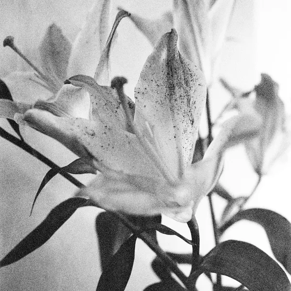 Diane Givry, Lys II, 2023