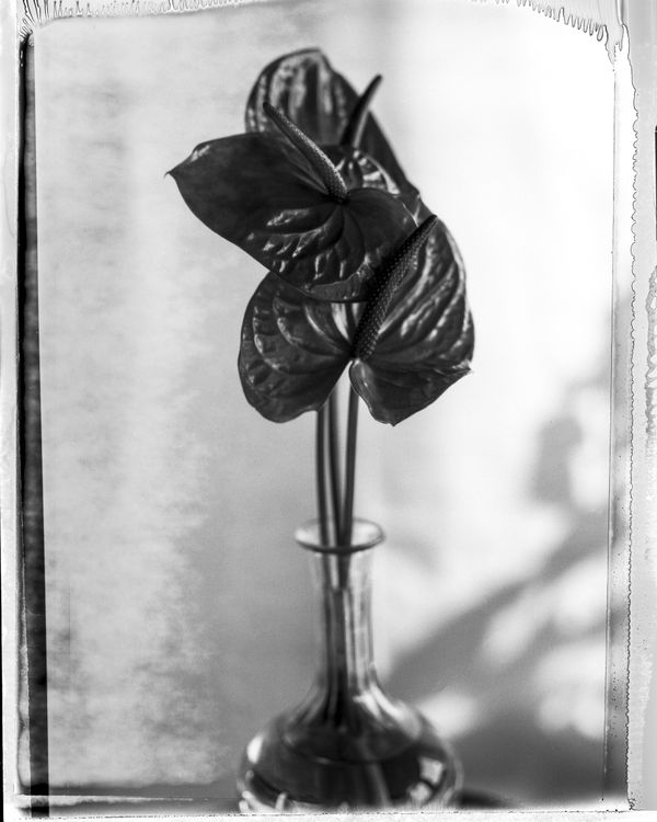 Diane Givry, Anthurium, 2025