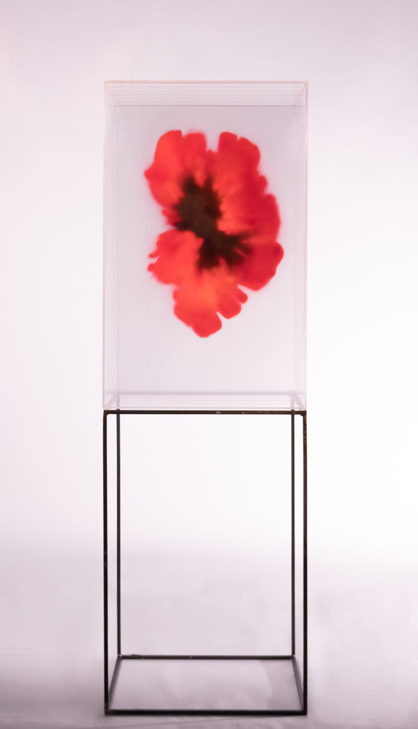 Isabel Alonso Vega, Moving red, 2025