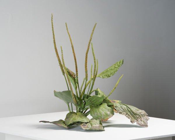 Tony Matelli, Weed, 2022