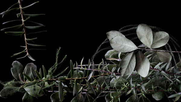 Golden Lovers Lane, 2022