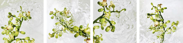 Kohekohe Love, 2020 60 x 252 x 4 cm 23 5/8 x 99 1/4 x 1 5/8 in