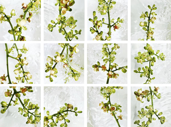 00003 Dysoxylum spectabile (Kohekohe), 2020 188 x 252 x 4 cm 74 1/8 x 99 1/4 x 1 5/8 in