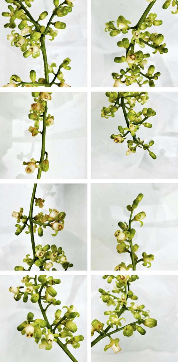 00002 Dysoxylum spectabile (Kohekohe), 2020 252 x 124 x 4 cm 99 1/4 x 48 7/8 x 1 5/8 in